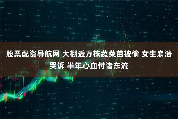 股票配资导航网 大棚近万株蔬菜苗被偷 女生崩溃哭诉 半年心血付诸东流